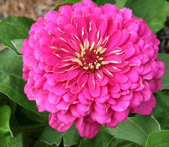 Zinnia seed Pink